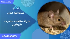 افضل شركة مكافحة حشرات بالرياض 